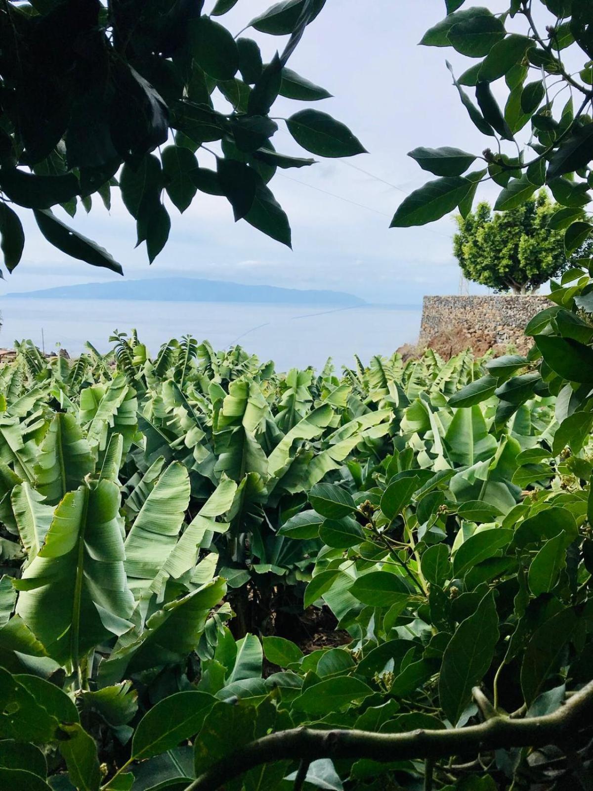 Fincaecoamaro Puerto de Santiago  Luaran gambar
